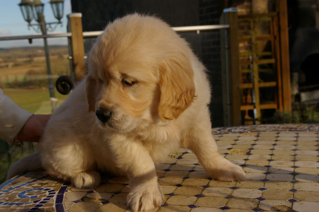 de Chantemelse - golden retriever