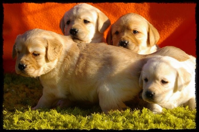 Chiot Labrador Retriever de Chantemelse