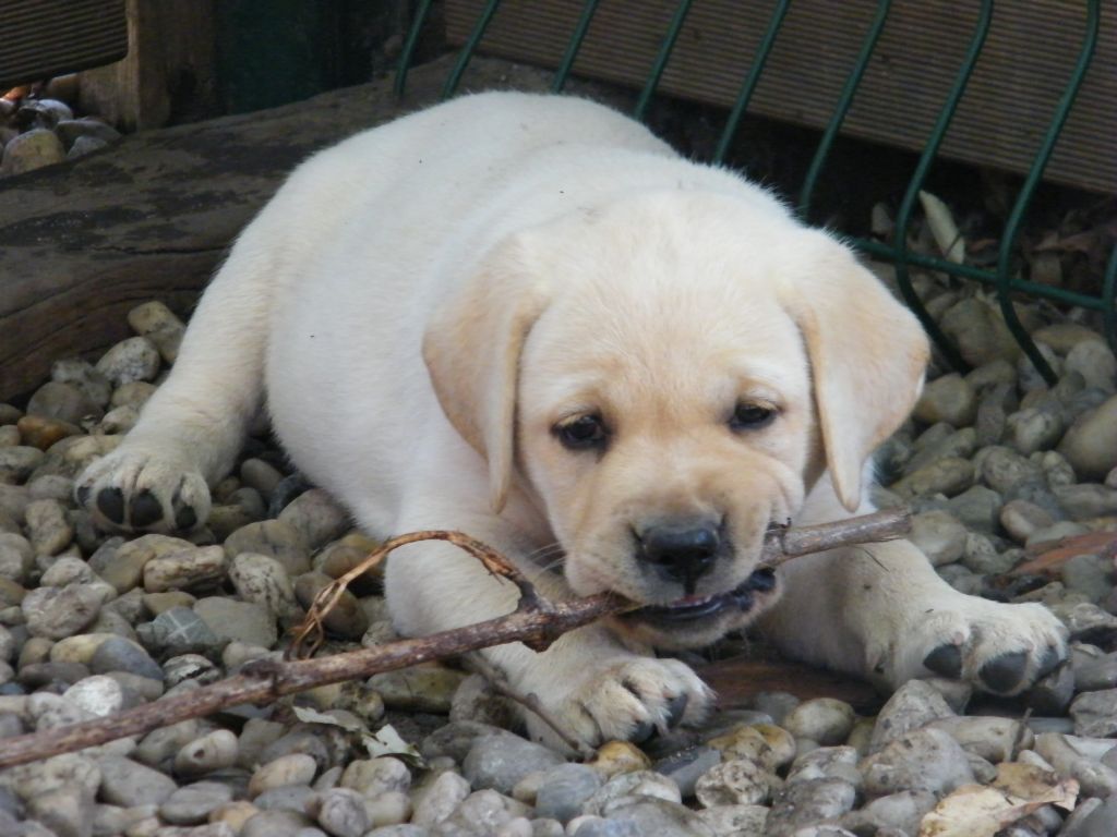 de Chantemelse - Chiots disponibles - Labrador Retriever