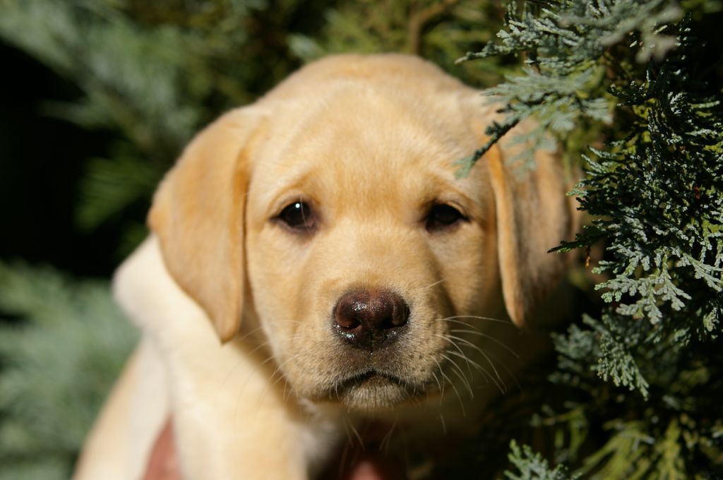 de Chantemelse - Chiots disponibles - Labrador Retriever