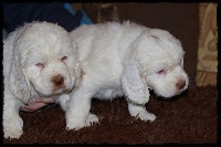 CHIOT