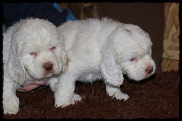 de Chantemelse - Chiots disponibles - Clumber Spaniel